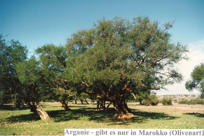 Arganie - gibt es nur in Marokko(Olivenart)